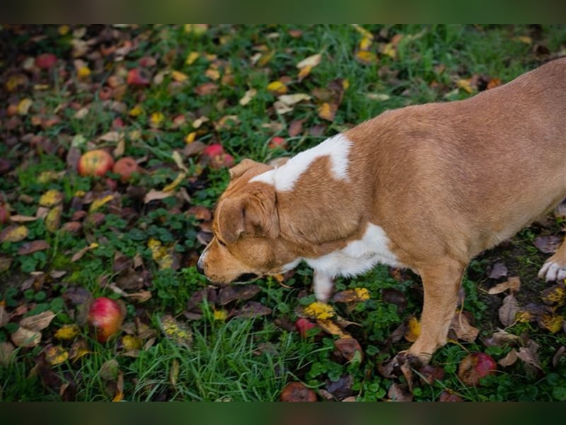 FIDUZ - der neugierige, fröhliche Rüde freut sich auf eine unternehmungslustige Familie