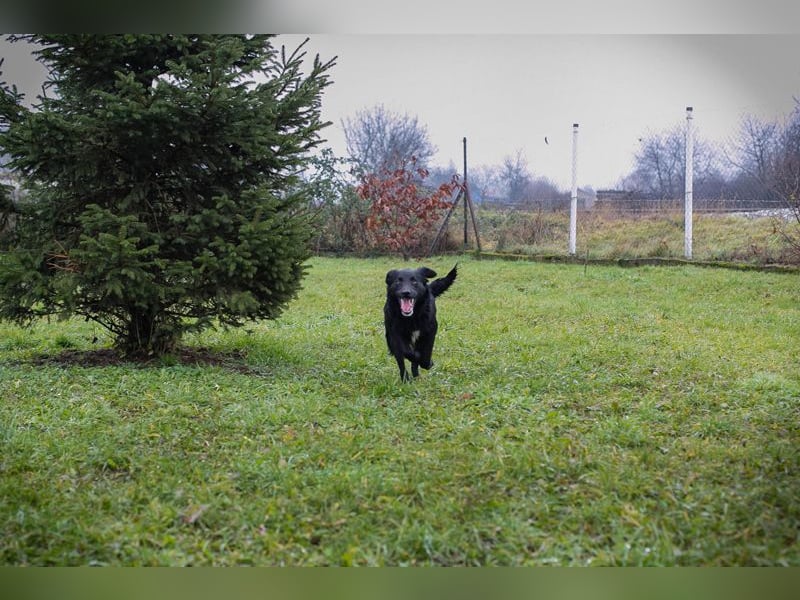 RONNY - kuscheln, lernen, spielen - wer schenkt mir sein Herz und ein Zuhause?