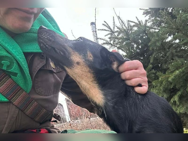 MELIKE - die liebebedürftige, brave Maus sucht ein liebevolles Für-Immer Zuhause!