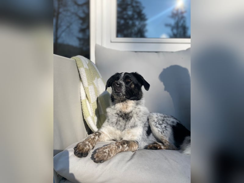 BONNI - Sensible, feinfühlige, ruhige Junghündin sucht ihre Familie