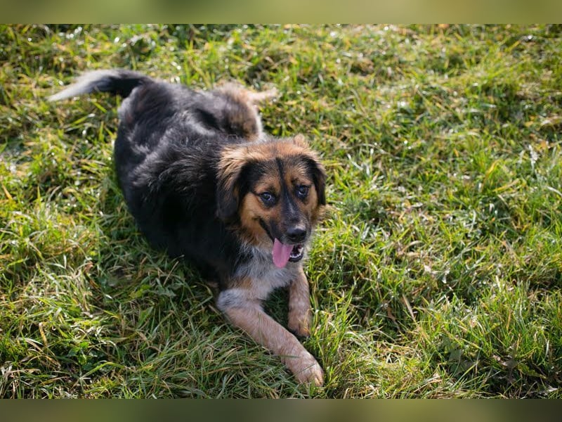 NAMIRA - die lebhafte, aktive Hündin ist nichts für Couchpotatos :-)