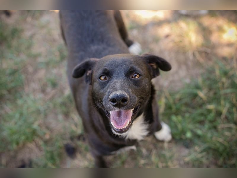 Chip 264832 - Junghund auf der Suche nach seiner Familie