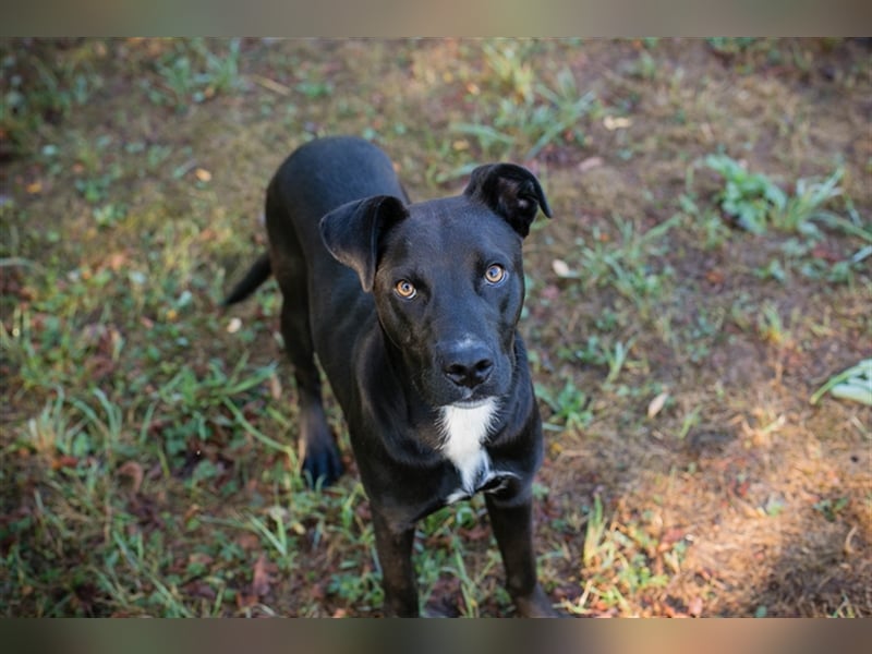 Böll - Aktiv und interessiert sucht er seine Familie die viel mit ihm trainiert und unternimmt