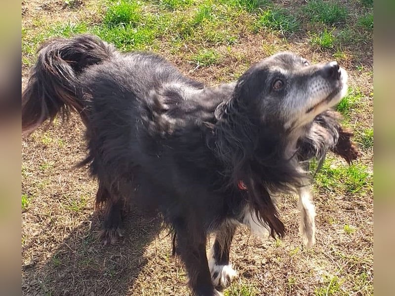 GUGO - der Senior ist freundlich aber immer noch etwas angespannt und unsicher