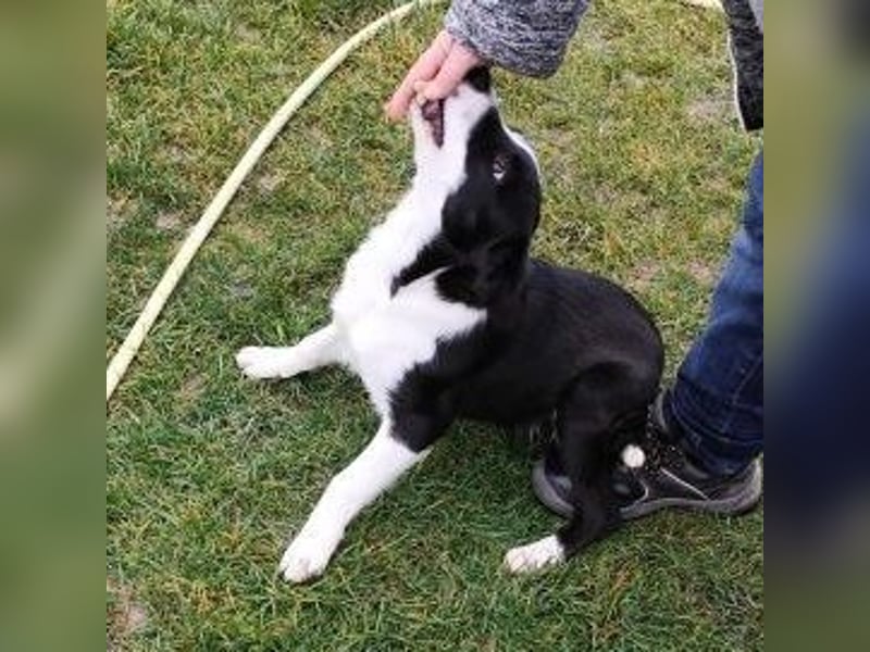 Welpe DITTA - ich mag andere Hunde und Menschen und suche ein liebevolles Zuhause