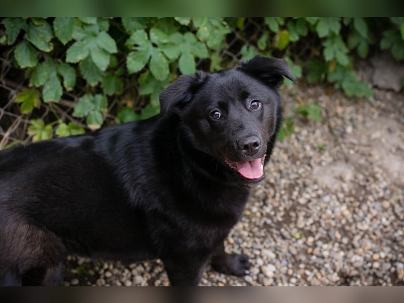 GITTA - die verspielte und unternehmungslustige Hündin möchte mit ihren Menschen die Welt entdecken