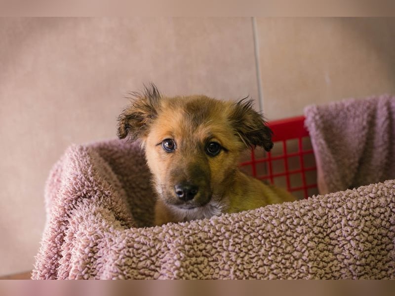 Welpe TILLY - ich suche eine Familie, die mich liebt, beschützt und nie mehr alleine lässt