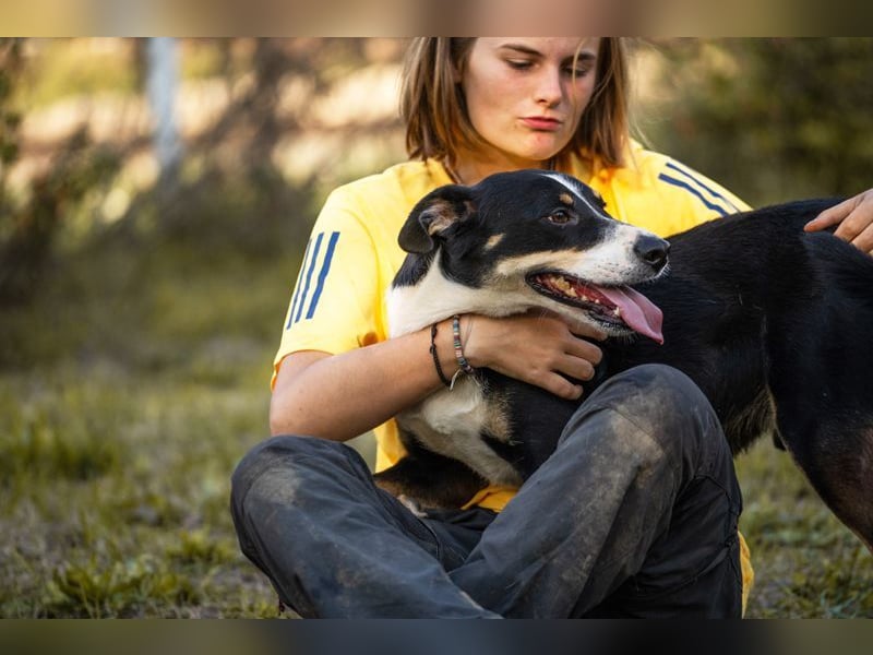 JACKO - der freundliche und menschenbezogene Rüde möchte beschäftigt werden und lernen