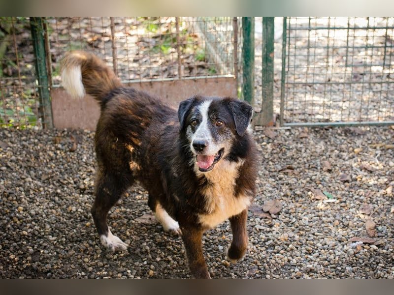 AJANI - der verspielte, hübsche Rüde ist sehr sozial mit Menschen und Artgenossen