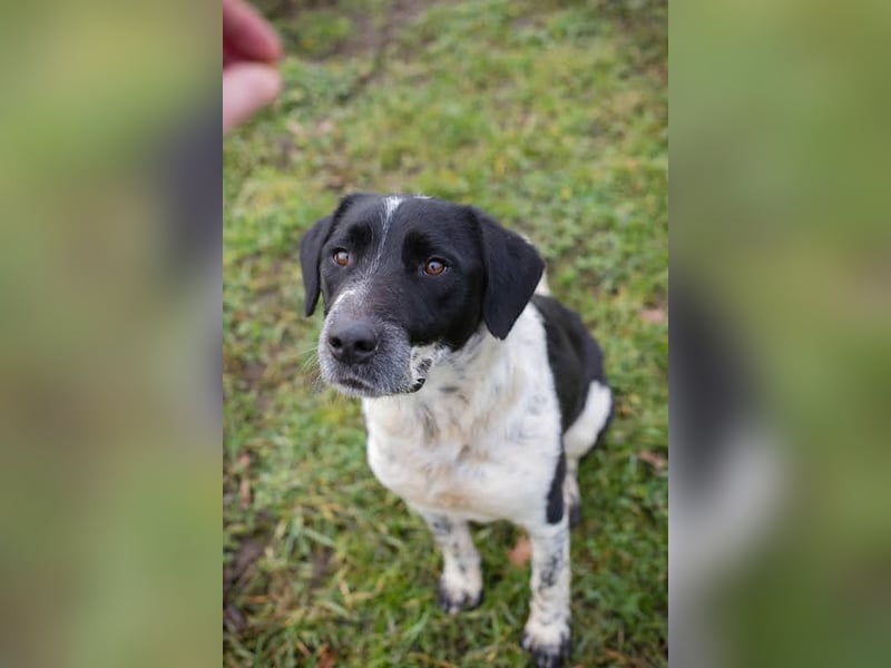 LUCHO - ich bin bereit für mein Für-Immer-Zuhause!