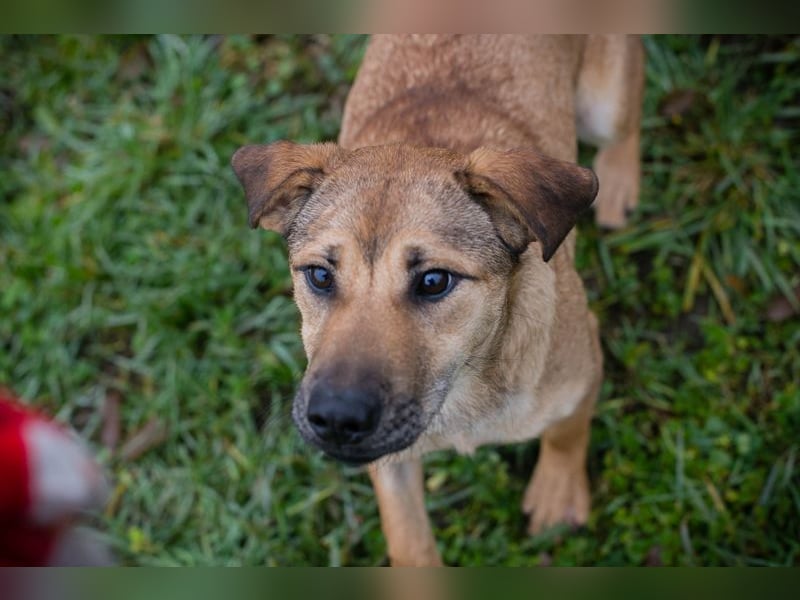 Name: Chip-Nr. 264447 - die muntere und aktive Hündin sucht ein liebevolles Für-Immer Zuhause