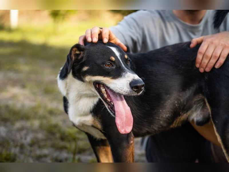 JACKO - der freundliche und menschenbezogene Rüde möchte beschäftigt werden und lernen