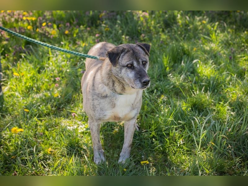 WILSON - der ruhige und bedächtige Senior mit der zarten Seele sucht ein liebevolles Zuhause