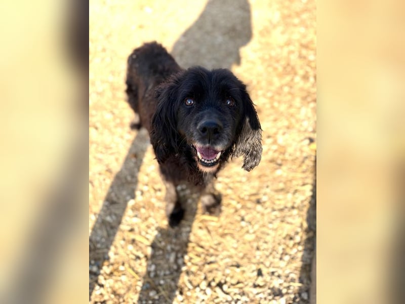 BENNY - der liebe Senior wünscht sich ein liebevolles, ruhiges Zuhause!