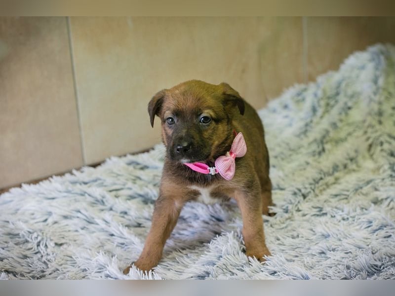 Welpe AMBER - knuddeln, lernen, spielen - schenkst du mir dein Herz und ein Zuhause?