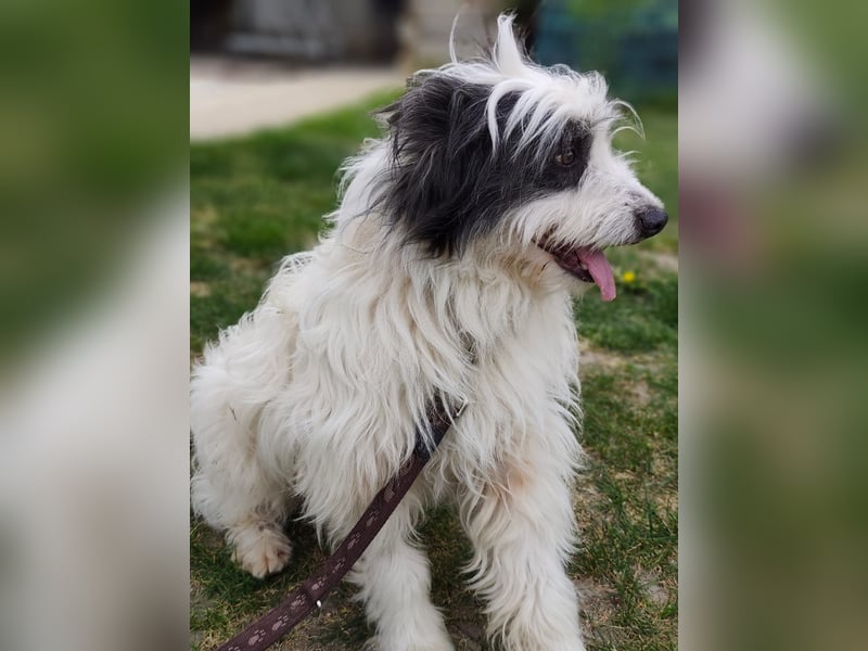 JAKE - der Süße ist noch etwas unsicher und vorsichtig. Er benötigt Geduld und Einfühlungsvermögen