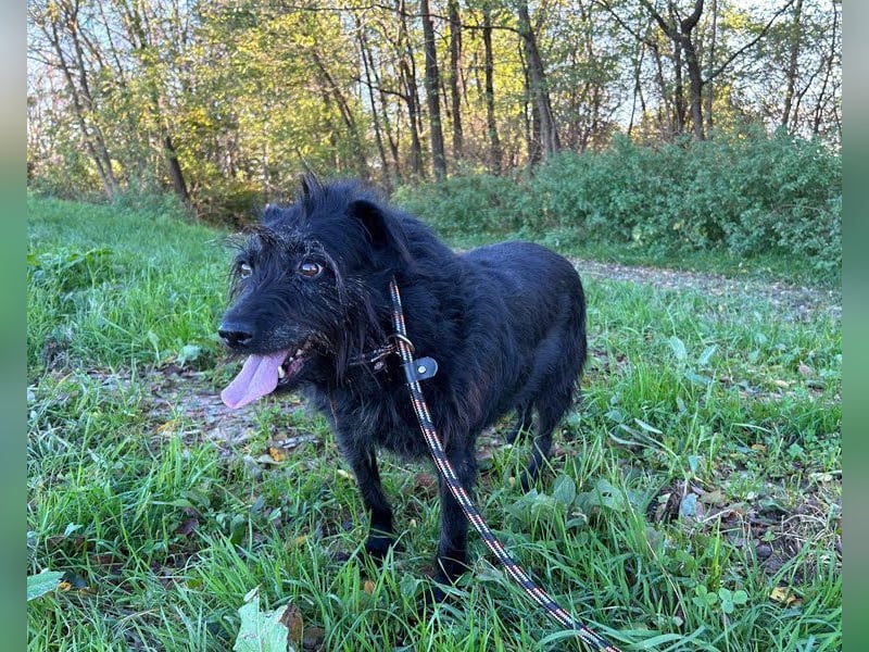 SHANI (ehem. SHY) - ich habe es geschafft und suche jetzt eine liebe, geduldige Familie!