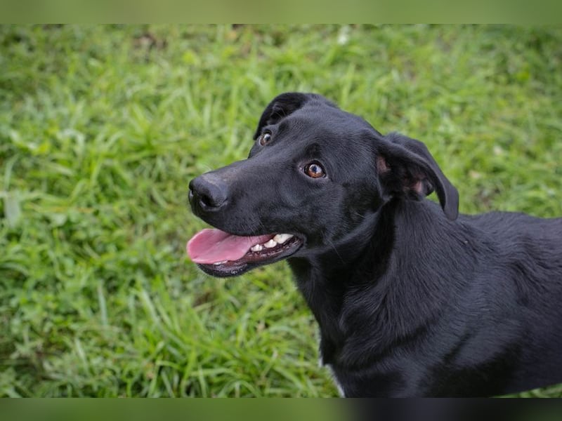 Angie - sie ist aktiv und liebesbedürftig