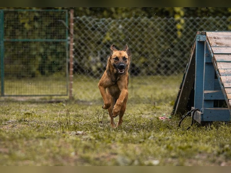 ARCHIE - der aktive, neugierige und verspielte Junghund sucht unternehmungslustige Menschen