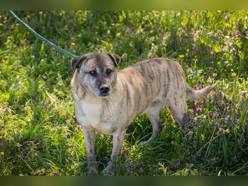 WILSON - der ruhige und bedächtige Senior mit der zarten Seele sucht ein liebevolles Zuhause