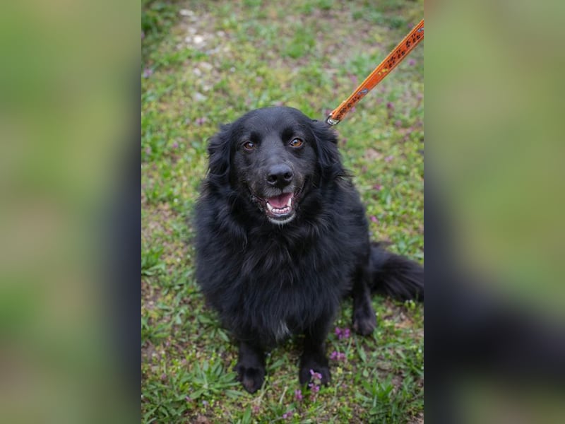 BELLA - ich möchte so gerne eine richtige Familienhündin sein...