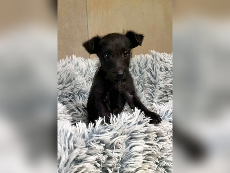 Welpe JANG - kuscheln, lernen, spielen - wer schenkt mir Liebe und ein tolles Hundeleben?