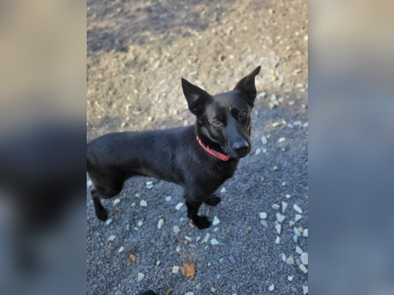 SANTE - wer eine ruhige, liebe und menschenbezogene Hündin sucht, der ist hier richtig!