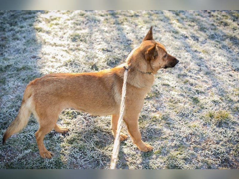 ROSALINA - die süße Hündin träumt von einem tollen Für-Immer Zuhause