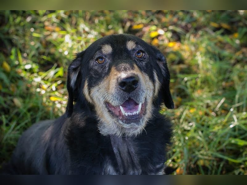 SNOOPY - Aufgeschlossener, freundlicher und fröhlicher Hundebub sucht sein eigenes Körbchen