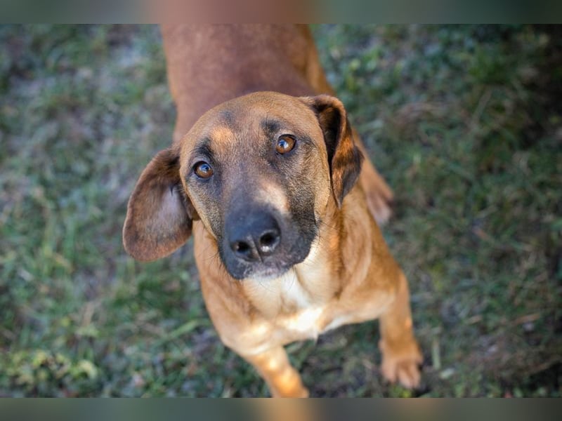 HAZEL - ich freue mich auf ein tolles Leben mit meinen Menschen!