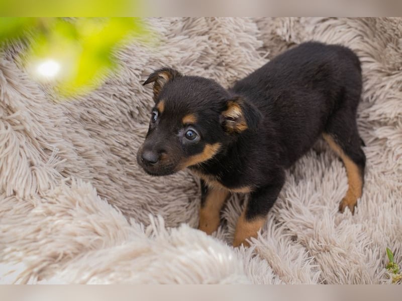 Welpe MAIKA - wenn ich groß bin möchte ich so gerne eine richtige Familienhündin sein!