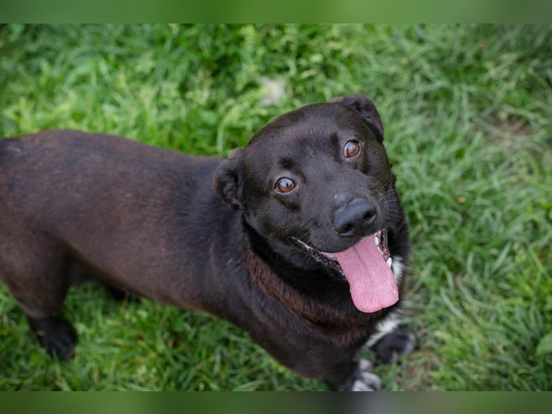 WILLY - der freundliche, soziale und sanfte Rüde träumt von einem liebevollen Zuhause