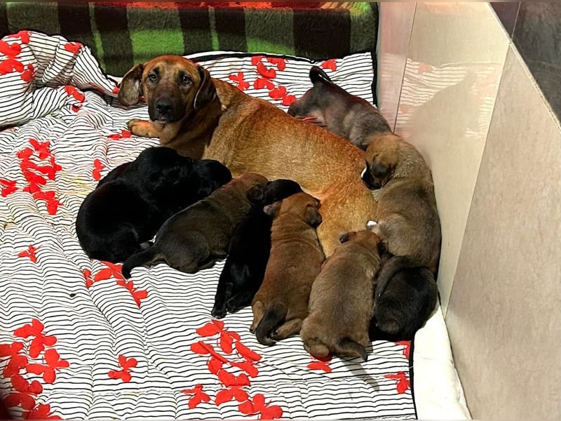 Welpe AIKA - die aufgeweckte kleine Maus freut sich auf ihre eigene Familie!