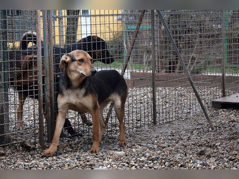 LARA - die soziale Hündin ist noch zurückhaltend und sucht hundeerfahrene Menschen