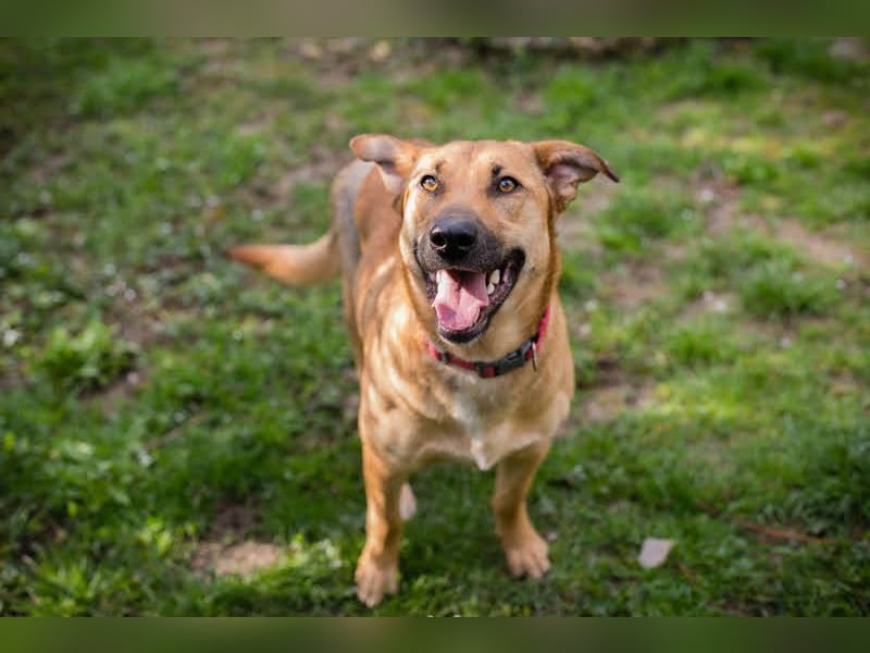 YARAH - die liebe und dankbare junge Hündin träumt von einem liebevollen Zuhause