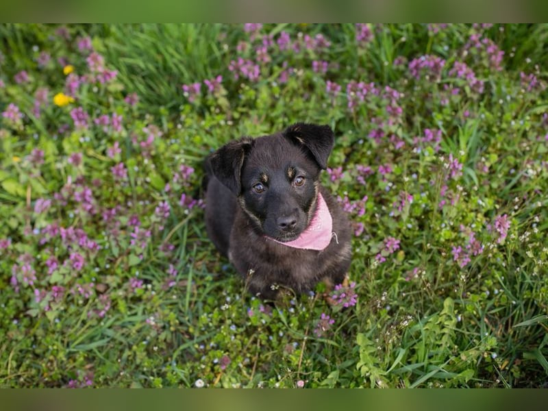 Welpe SOPHIA - das fröhliche Mädchen möchte so gern eine richtige Familienhündin sein!