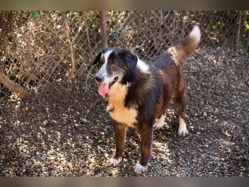 AJANI - der verspielte, hübsche Rüde ist sehr sozial mit Menschen und Artgenossen