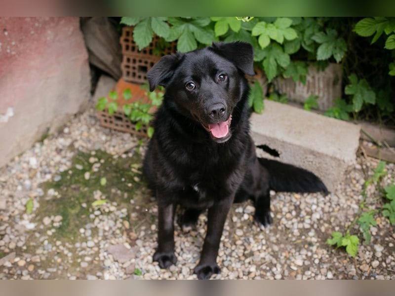 GITTA - die verspielte und unternehmungslustige Hündin möchte mit ihren Menschen die Welt entdecken