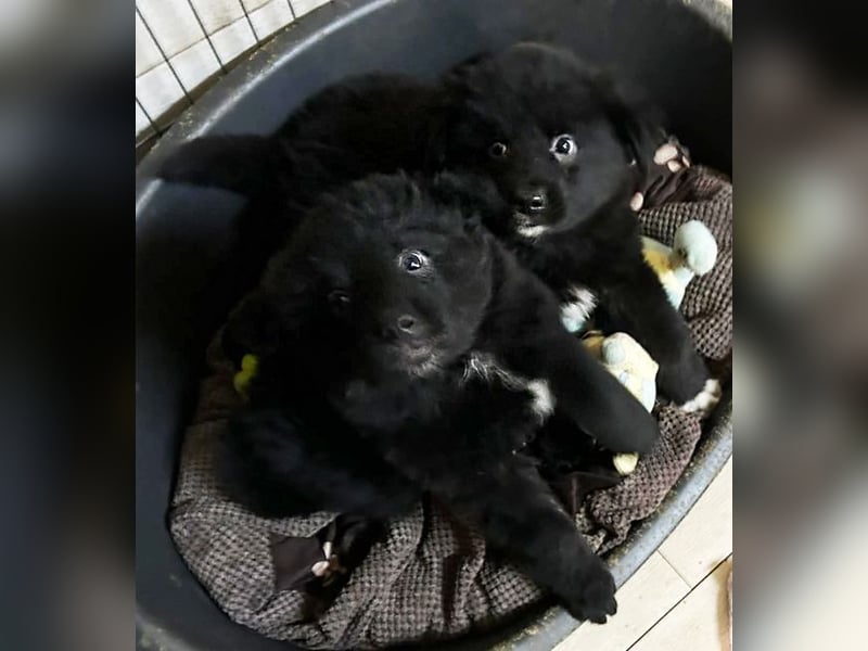 Welpe Chip Nr. 275371 - der kleine Racker freut sich auf tolle Abenteuer mit seinen Menschen