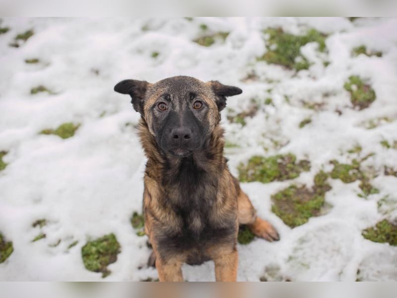 TASHA - die aufgeweckte, hübsche Maus freut sich auf ein tolles Leben mit ihren Menschen