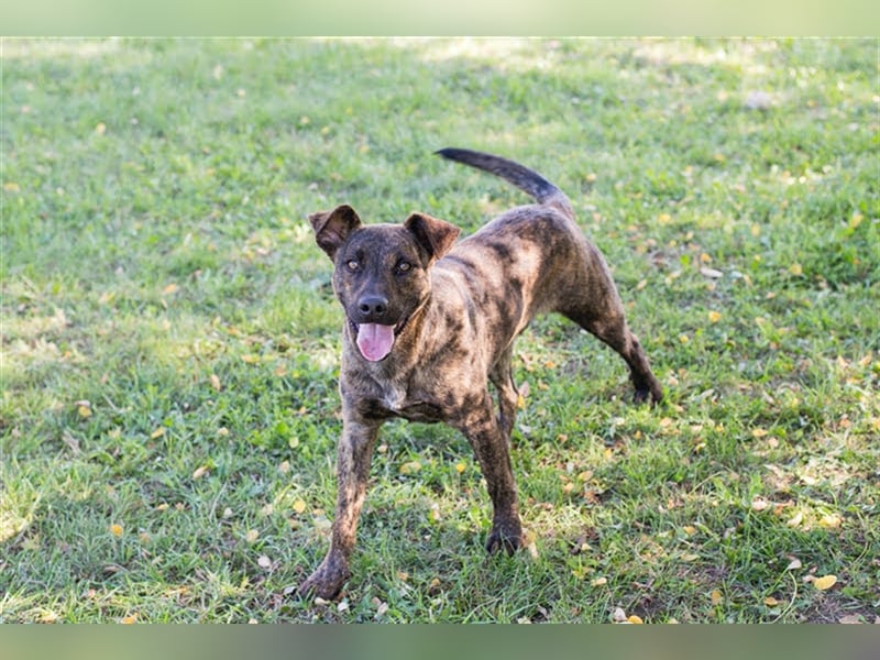 JASCHA - diese blöde Liste beschwert es, in meine Familie zukommen