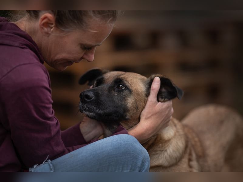 CARI - die brave und liebevolle Hündin träumt davon, ihre Familie überall hin begleiten zu dürfen