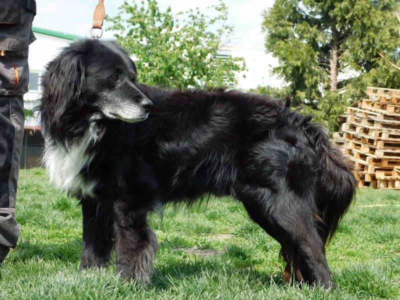 GUGO - lieber, genügsamer und braver Senior sucht ruhiges Plätzchen mit Familienanschluss