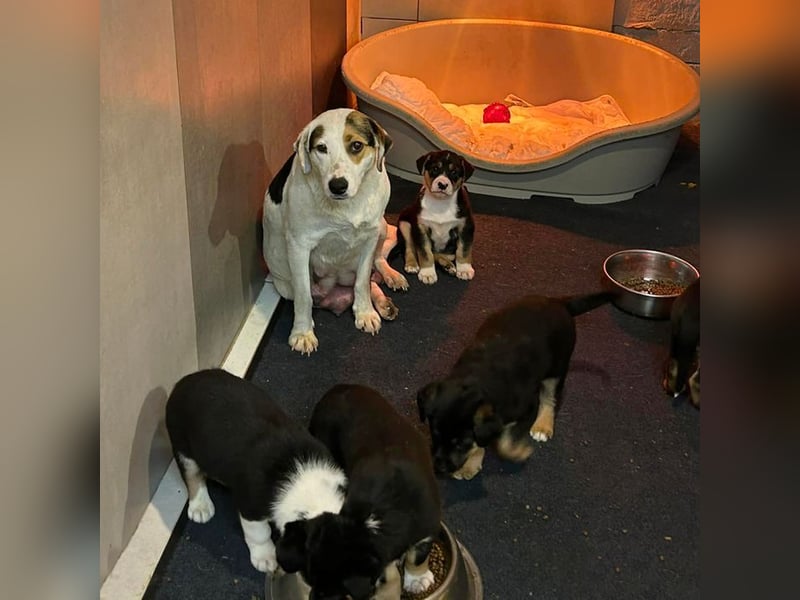 Welpe TAMME - der süße Rüde freut sich auf tolle Abenteuer mit seiner Familie!