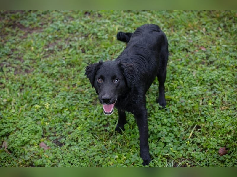 RONNY - kuscheln, lernen, spielen - wer schenkt mir sein Herz und ein Zuhause?