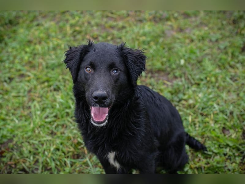 RONNY - kuscheln, lernen, spielen - wer schenkt mir sein Herz und ein Zuhause?