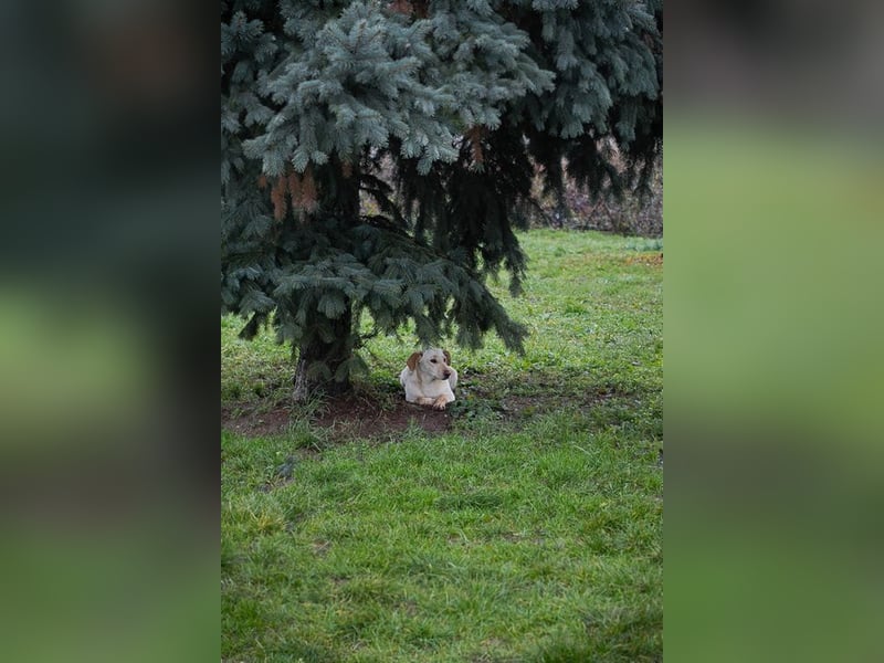 DESIREE - wer schenkt der schüchternen Maus Liebe, Geduld und Sicherheit?