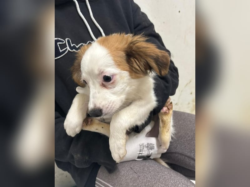 Welpe JULIETTE - die ängstliche Maus sucht ein liebevolles, geduldiges, hundeerfahrenes Zuhause