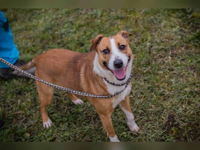 ANITA -  die hübsche Maus träumt von einem tollen Für-Immer Zuhause