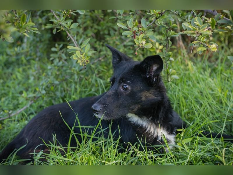 ROSIE - diese wunderbare Begleiterin sucht ein liebevolles Für-Immer Zuhause